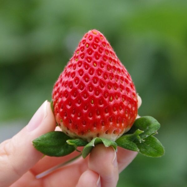 全国のいちご＆スイーツが大集結！　「Yokohama Strawberry Festival 2025」