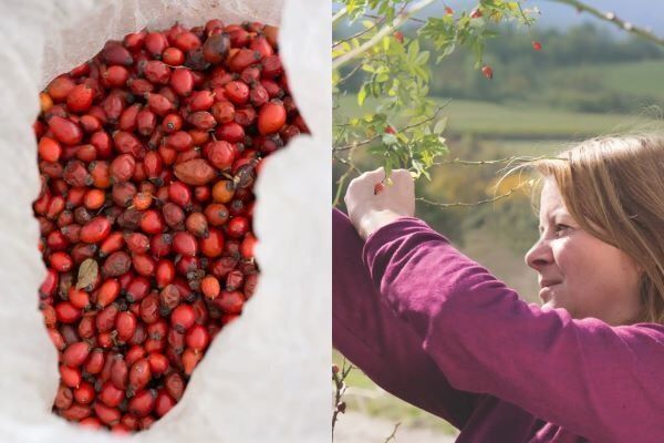 帝国ホテル東京 ×ニールズヤード「国際女性デー」記念プランをスタート