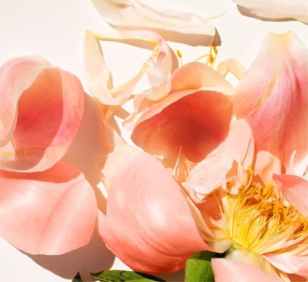 期間限定の新作。SHIROの限定フレグランスシリーズから「ピーチピオニー」が登場！