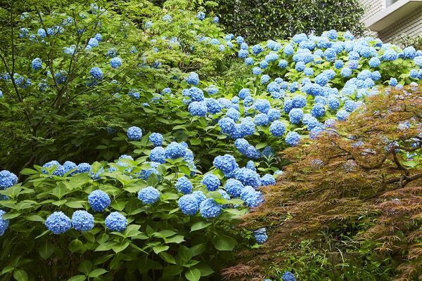 【東京プリンスホテル】“ちょこん”と座るリスがかわいい！　窓辺で楽しむ華やかな「あじさいアフタヌーンティー」開催