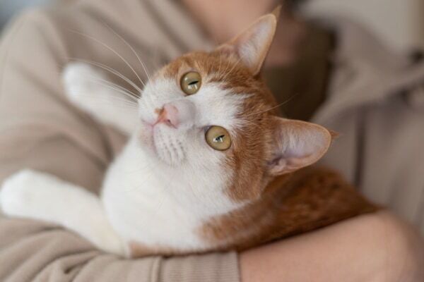 え、意外すぎ。あまり知られていない「猫」が出てくる夢の意味とは？