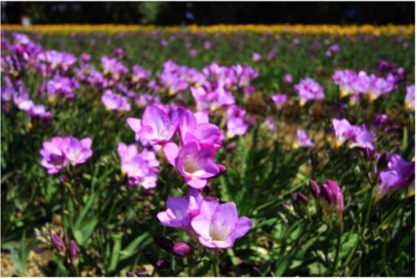 誕生！　全天候型ウェザーケア美容「SOLA WEATHER CARE」発売開始