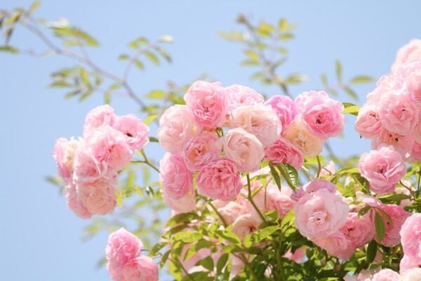 誕生！　全天候型ウェザーケア美容「SOLA WEATHER CARE」発売開始