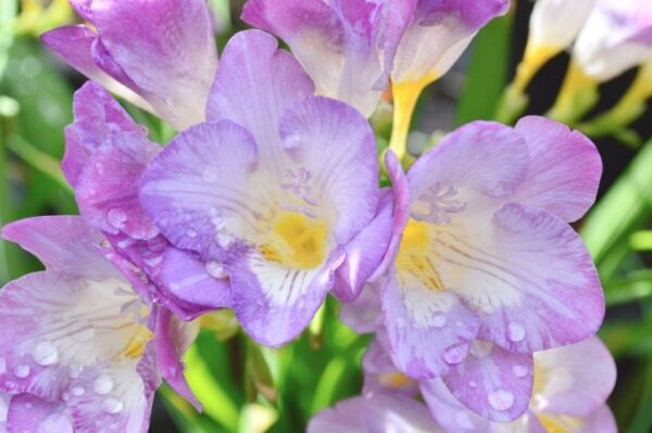 誕生！　全天候型ウェザーケア美容「SOLA WEATHER CARE」発売開始