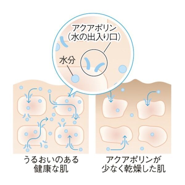 サボリーノからキンモクセイの香り＆ギンモクセイの香りが登場！　ゆらぎやすい肌に寄り添い、紫外線ダメージもケアするフェイスマスク