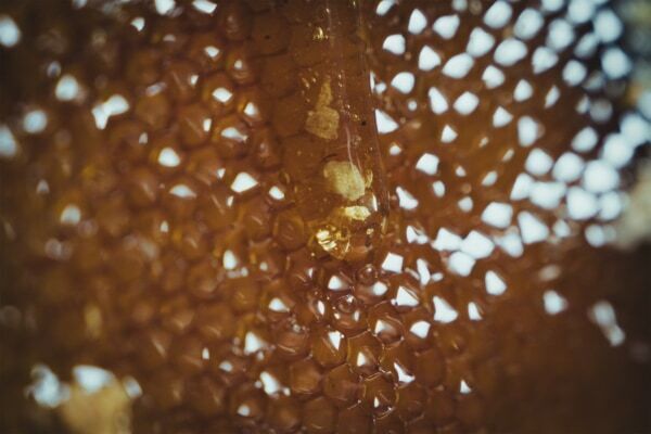 発酵エイジングケア「FAS」より、ボディミルクとハンドクリームが新登場！