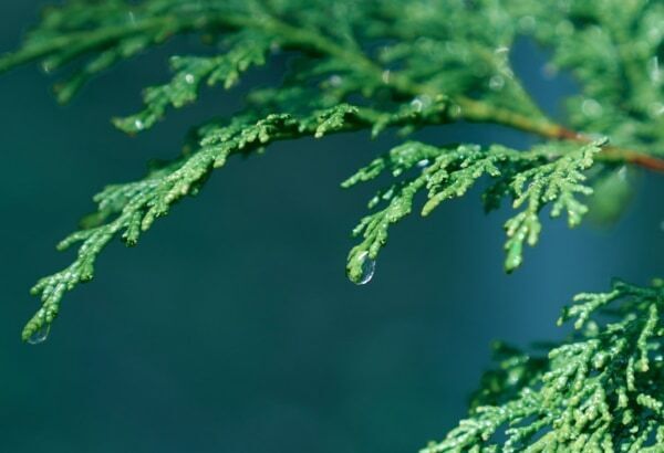 BOTANIST「泡ボディーソープ」がリニューアル。ヒノキとサンダルウッドの香りで森林浴のような爽やかさとリラックスを