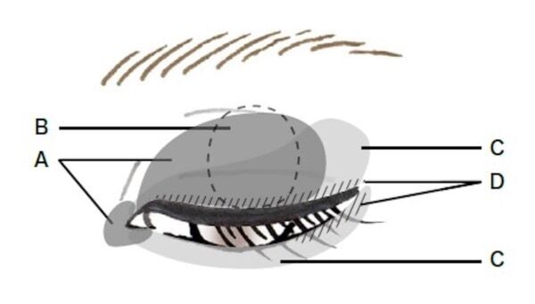 【LUNASOL】色彩と輝きで魅せる幻想的なホリデーコレクションが限定発売