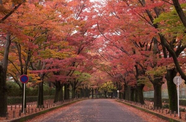 没入型体験がさらにパワーアップ！ 幻想的アートイベント「LIGHT CYCLES KYOTO」