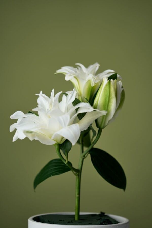 クリームシャンプー「cocone」から冬限定の香りが登場！　ご褒美感あるスパークルリリーの香り