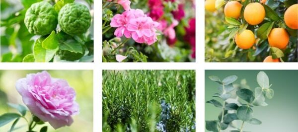 マルラオイル「ヴァーチェ」に天然由来の成分にこだわるヘアケアライン「オールインワンシャンプー」「リペアグロウヘアオイル」登場