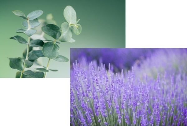 “マルラオイル”のヴァーチェより大人の肌に向けた「ボディケアオイル」が誕生