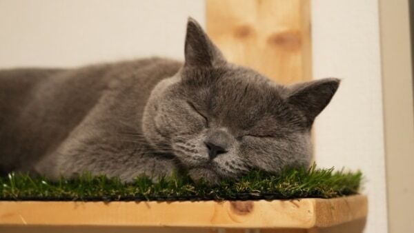 夢に出てくる人が伝える意味とは？　好きな人・元カレ・家族など人物別に解説【夢占い】