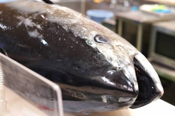 新年のモチベ上げは、やっぱりお寿司！　回転寿司みさき『絶品本まぐろ尽くし』フェアで解体ショーととろける本まぐろを堪能