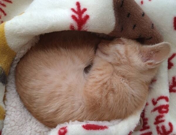 お気に入りはお父さんの肩の上！　愛猫を亡くした家族の前に現れた子猫のほっこりエピソード