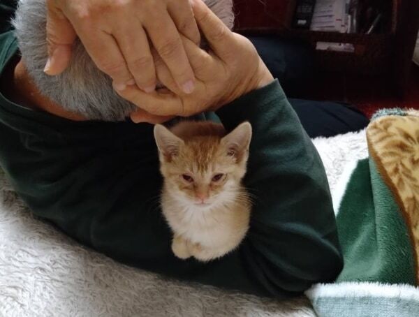 お気に入りはお父さんの肩の上！　愛猫を亡くした家族の前に現れた子猫のほっこりエピソード