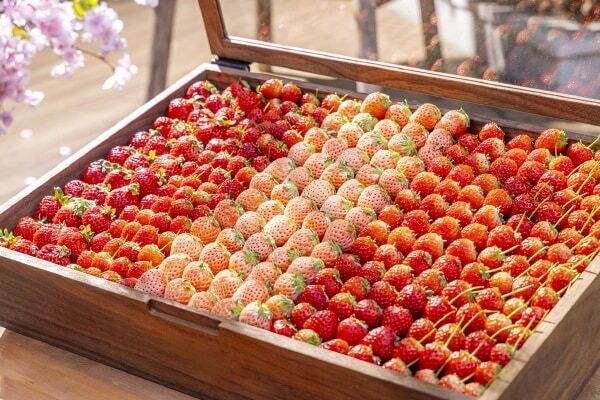 春空テラスでお花見しよう！　キンプトン新宿東京でいちごの食べ比べやスイーツビュッフェ付きのランチが登場