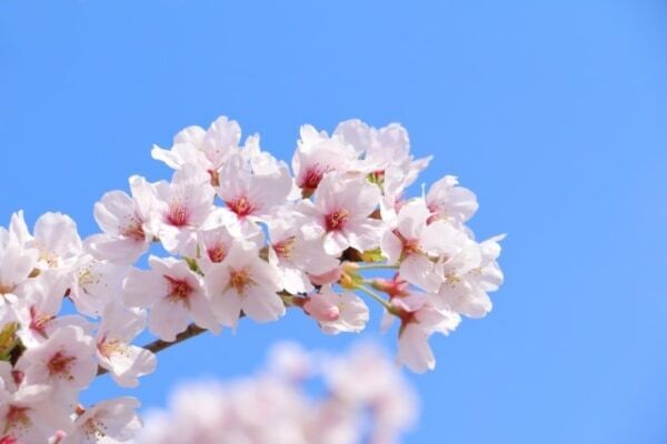 【夢占い】桜にまつわる夢の意味とは？　桜吹雪、満開など状況別に解説