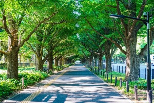 【春のおでかけ】明治神宮にお参りして運気UP！　正しい参拝方法も解説