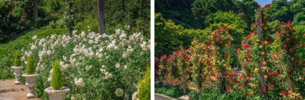 【GW＆週末おでかけ】熱海の絶景×約600種4,000株のバラが彩る！　「ACAO ROSE FESTA 2026」開催