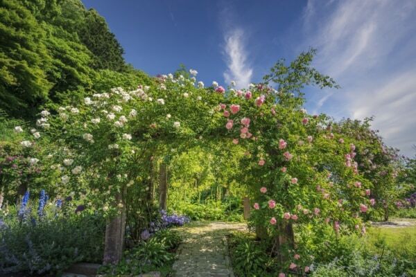 【GW＆週末おでかけ】熱海の絶景×約600種4,000株のバラが彩る！　「ACAO ROSE FESTA 2026」開催