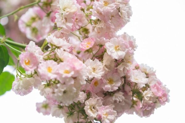 【GW＆週末おでかけ】熱海の絶景×約600種4,000株のバラが彩る！　「ACAO ROSE FESTA 2026」開催