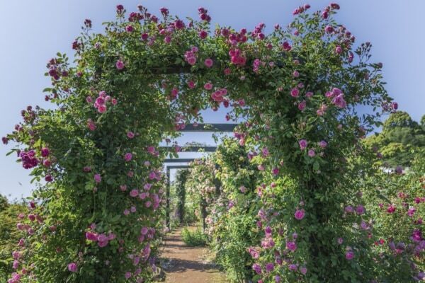 【GW＆週末おでかけ】熱海の絶景×約600種4,000株のバラが彩る！　「ACAO ROSE FESTA 2026」開催