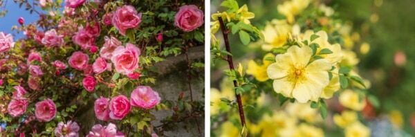 【GW＆週末おでかけ】熱海の絶景×約600種4,000株のバラが彩る！　「ACAO ROSE FESTA 2026」開催