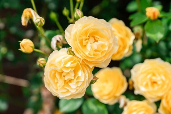 【GW＆週末おでかけ】熱海の絶景×約600種4,000株のバラが彩る！　「ACAO ROSE FESTA 2026」開催