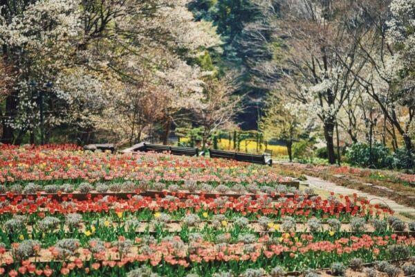 神戸布引ハーブ園で山桜が見ごろ！　1日10組限定でおしゃピクセットのレンタルも開催中