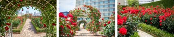 【ホテルニューオータニ】GWの都内おでかけに！　3万輪の赤薔薇が咲く秘密の庭園「Red Rose Garden」を限定公開