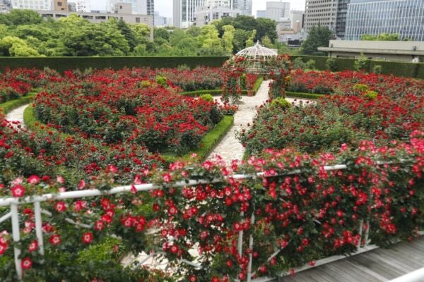 【ホテルニューオータニ】GWの都内おでかけに！　3万輪の赤薔薇が咲く秘密の庭園「Red Rose Garden」を限定公開