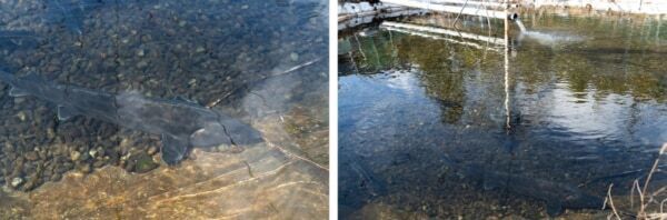 【長野】お土産キャビア付き!?　チョウザメの魅力と南信州の恵みに出会う、「星降りの宿やま星」の美食体験