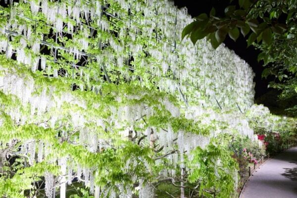 【あしかがフラワーパーク】圧巻の美しさ!!　350本以上の藤の花と5,000株以上のツツジが咲き誇る「ふじのはな物語」