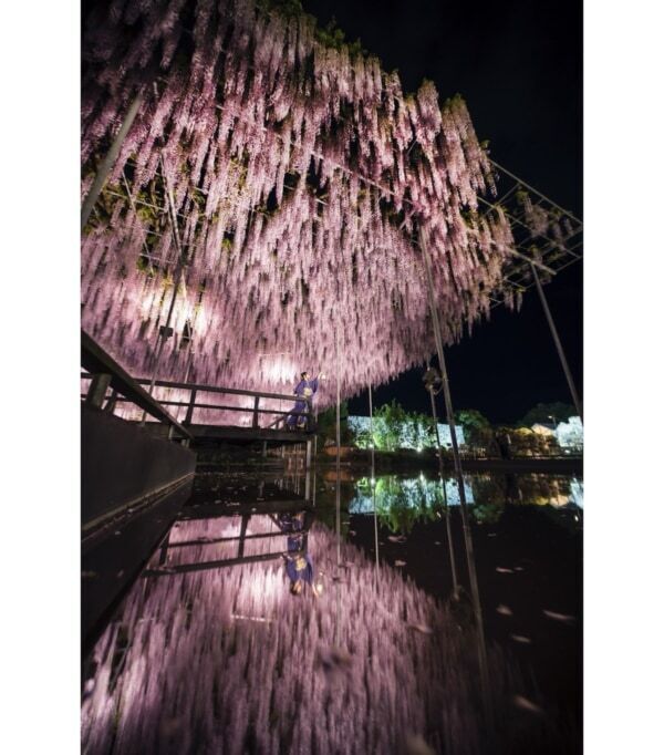 【あしかがフラワーパーク】圧巻の美しさ!!　350本以上の藤の花と5,000株以上のツツジが咲き誇る「ふじのはな物語」