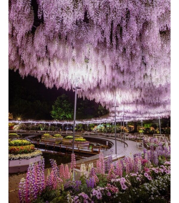 【あしかがフラワーパーク】圧巻の美しさ!!　350本以上の藤の花と5,000株以上のツツジが咲き誇る「ふじのはな物語」