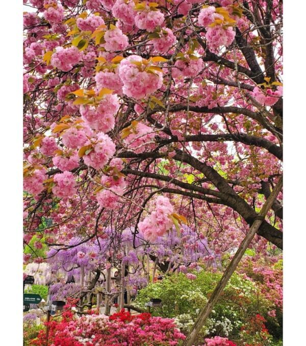 【あしかがフラワーパーク】圧巻の美しさ!!　350本以上の藤の花と5,000株以上のツツジが咲き誇る「ふじのはな物語」