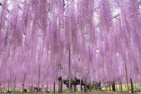【あしかがフラワーパーク】圧巻の美しさ!!　350本以上の藤の花と5,000株以上のツツジが咲き誇る「ふじのはな物語」