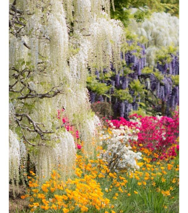 【あしかがフラワーパーク】圧巻の美しさ!!　350本以上の藤の花と5,000株以上のツツジが咲き誇る「ふじのはな物語」