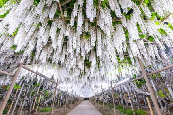 【あしかがフラワーパーク】圧巻の美しさ!!　350本以上の藤の花と5,000株以上のツツジが咲き誇る「ふじのはな物語」