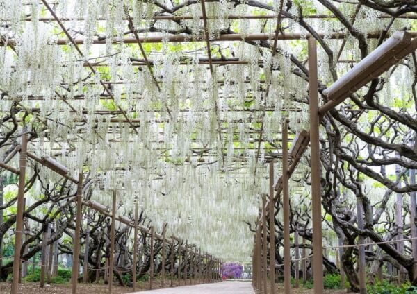 【あしかがフラワーパーク】圧巻の美しさ!!　350本以上の藤の花と5,000株以上のツツジが咲き誇る「ふじのはな物語」