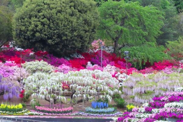 【あしかがフラワーパーク】圧巻の美しさ!!　350本以上の藤の花と5,000株以上のツツジが咲き誇る「ふじのはな物語」