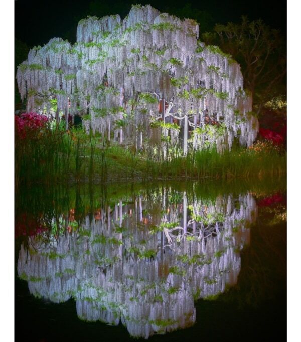 【あしかがフラワーパーク】圧巻の美しさ!!　350本以上の藤の花と5,000株以上のツツジが咲き誇る「ふじのはな物語」