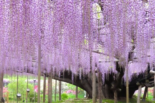 【あしかがフラワーパーク】圧巻の美しさ!!　350本以上の藤の花と5,000株以上のツツジが咲き誇る「ふじのはな物語」
