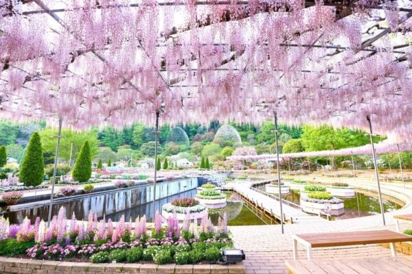 【あしかがフラワーパーク】圧巻の美しさ!!　350本以上の藤の花と5,000株以上のツツジが咲き誇る「ふじのはな物語」