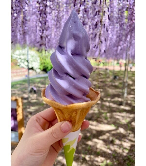 【あしかがフラワーパーク】圧巻の美しさ!!　350本以上の藤の花と5,000株以上のツツジが咲き誇る「ふじのはな物語」