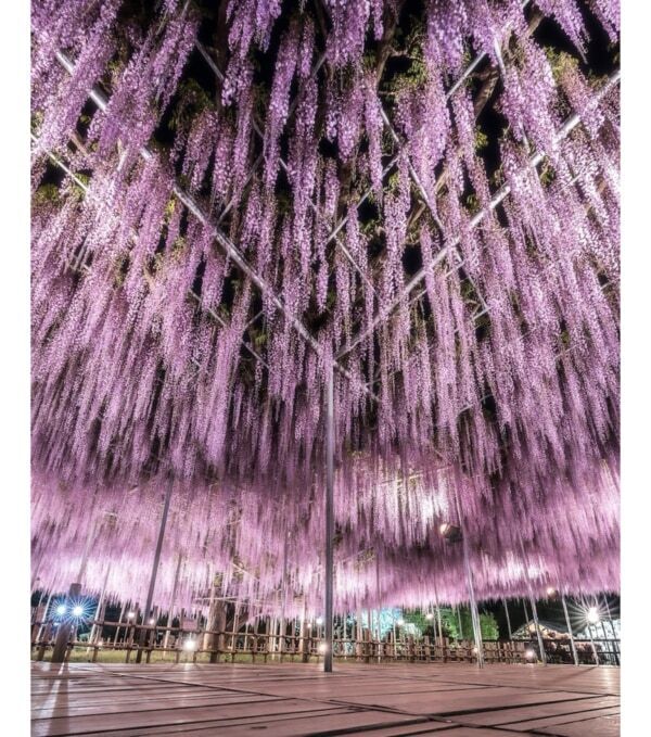 【あしかがフラワーパーク】圧巻の美しさ!!　350本以上の藤の花と5,000株以上のツツジが咲き誇る「ふじのはな物語」