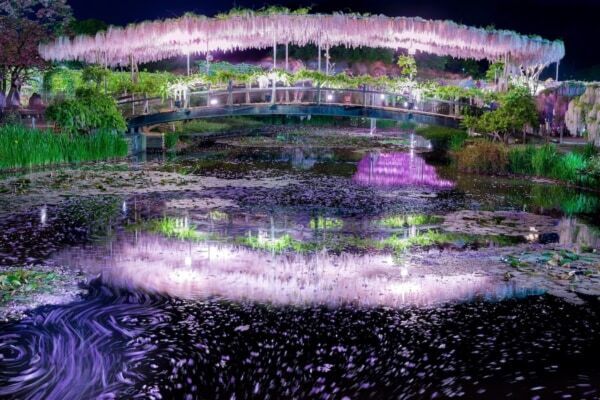 【あしかがフラワーパーク】圧巻の美しさ!!　350本以上の藤の花と5,000株以上のツツジが咲き誇る「ふじのはな物語」