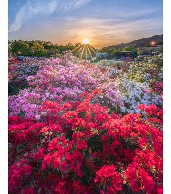 【あしかがフラワーパーク】圧巻の美しさ!!　350本以上の藤の花と5,000株以上のツツジが咲き誇る「ふじのはな物語」