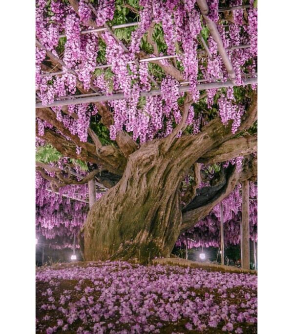 【あしかがフラワーパーク】圧巻の美しさ!!　350本以上の藤の花と5,000株以上のツツジが咲き誇る「ふじのはな物語」